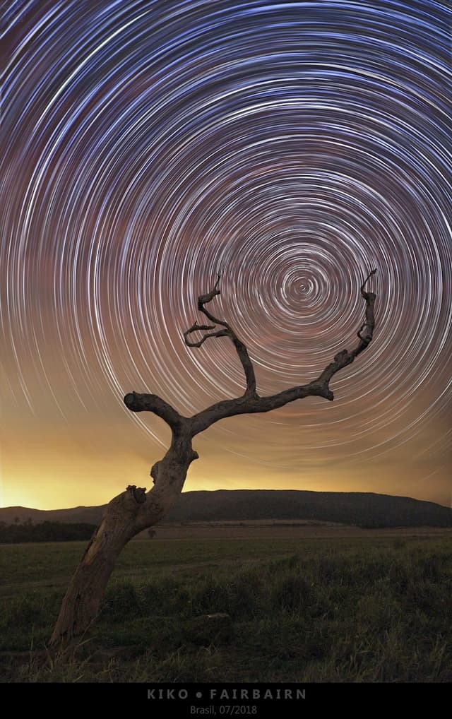 South Celestial Tree